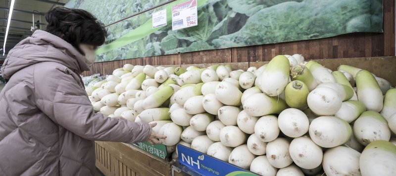 [서울=뉴시스] 정병혁 기자 = 9일 서울시내 대형마트를 찾은 시민들이 무를 고르고 있다. 이달 배추와 무 등 일부 채소 가격이 전년보다 큰 폭으로 오를 것이라는 전망이 나왔다. '농업관측 3월호' 보고서에서 이달 배추(상품) 도매가격이 10㎏에 1만7000원으로 1년 전보다 53.9%, 무 도매가격도 20㎏에 2만4000원으로 1년 전보다 87.0% 오른다고 전망했다. 2025.03.09. jhope@newsis.com