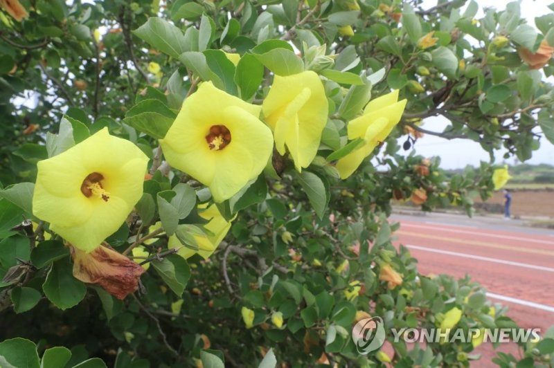 해안에 핀 황근 (출처=연합뉴스)