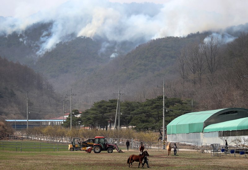 24일 오전 경북 의성군 안평면 금곡리에 있는 한 목장 뒷산에 산불이 번져 사육사들이 말을 대피시키고 있다. 이 목장에는 종빈마(씨를 받기 위해 기르는 암말) 7필을 포함해 총 33마리의 말을 사육하고 있다. ⓒ News1 공정식 기자