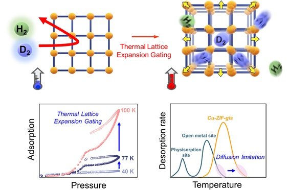 [울산=뉴시스] 구미현 기자 =온도 상승에 의한 MOF 격자 확장을 통해 이뤄지는 수소 동위원소 분리 매커니즘을 나타낸 연구그림 (UNIST 제공) photo@newsis.com *재판매 및 DB 금지
