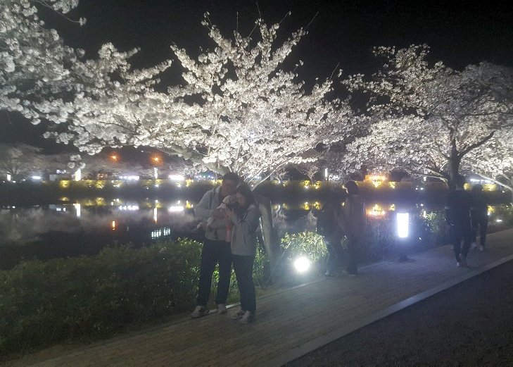 【김천=뉴시스】박홍식 기자 = 경북 김천시 교동 연화지(鳶華池)에 벚꽃이 만개해 상춘객의 발길이 이어지고 있다. 2025.03.25 phs6431@newsis.com