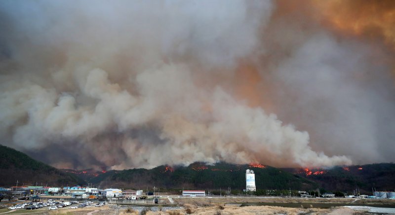 25일 오후 경북 안동 전역에 강풍이 불어 산불이 급속도로 확산하고 있다. 2025.3.25/뉴스1 ⓒ News1 공정식 기자