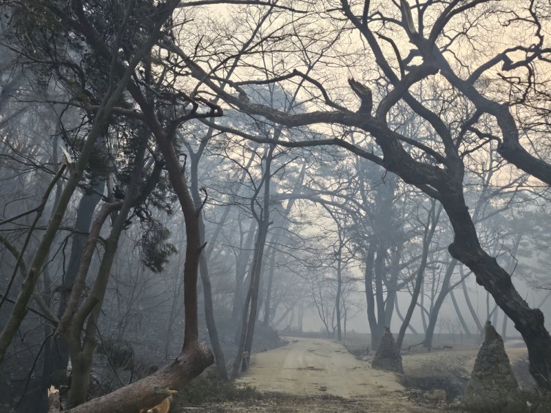 [의성=뉴시스] 의성산불로 소실된 숲길. 2025.03.26. (사진=독자 제공) photo@newsis.com *재판매 및 DB 금지