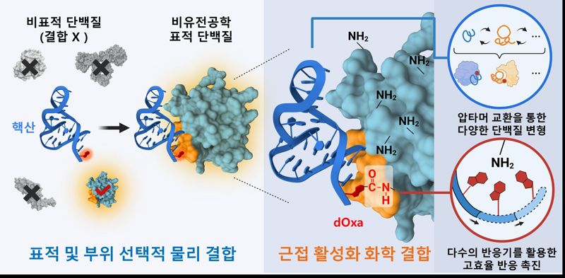 자연 상태의 단백질에서 원하는 특정 부분에만 핵산(압타머)을 이용하여 선택적으로 강력하게 결합시키는 방식을 그림으로 설명하고 있다. POSTECH 제공