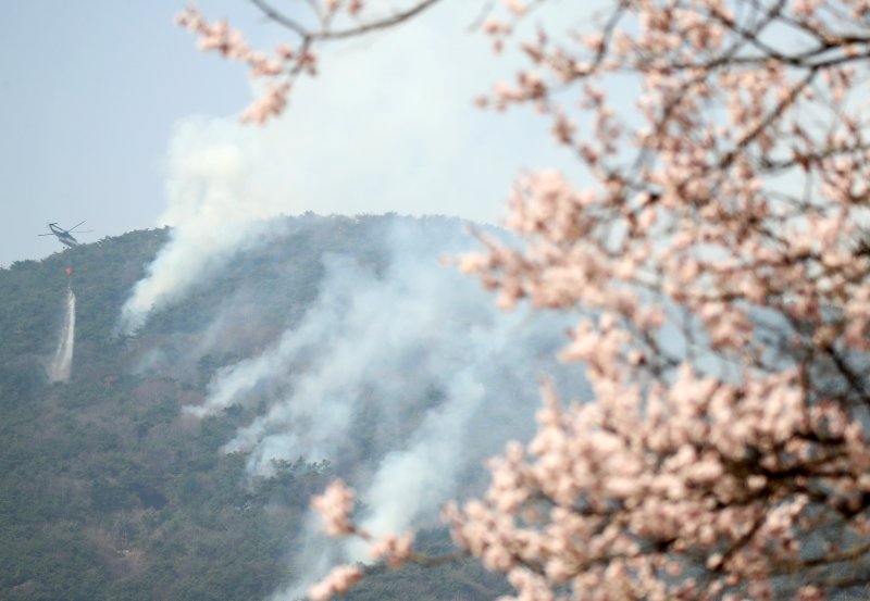 경남 산청·하동 산불 엿새째인 26일 하동군 옥종면 일대에 활짝 핀 벚꽃 뒤로 산불진화 헬기가 산불 진화작업을 벌이고 있다. 2025.3.26/뉴스1 ⓒ News1 윤일지 기자