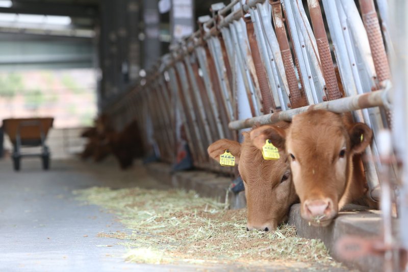 제천시 봉양읍 A 한우축사.2025.3.27./뉴스1 ⓒ News1 손도언 기자