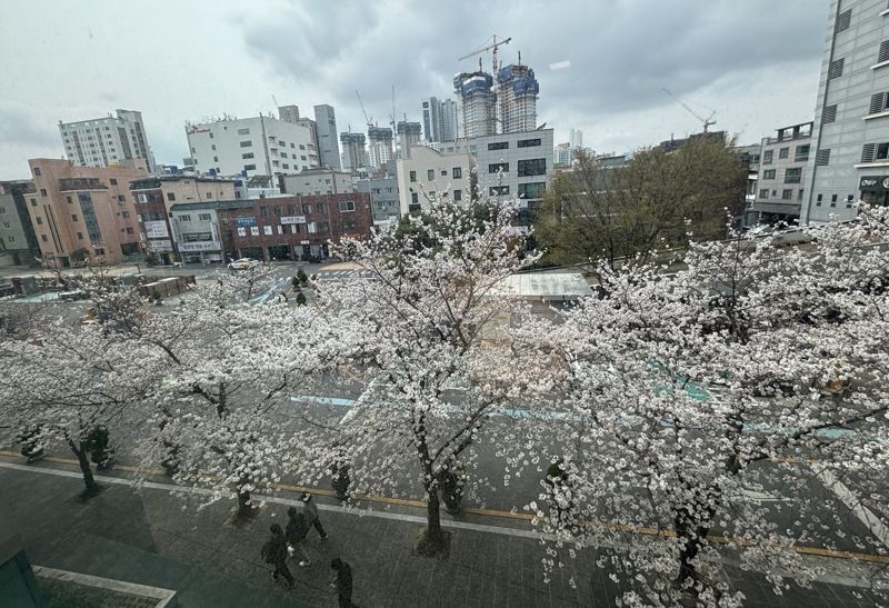 울산 벚꽃 만개, 축제는 산불로 연기 또는 축소.. 4월 봄꽃 축제도 고민