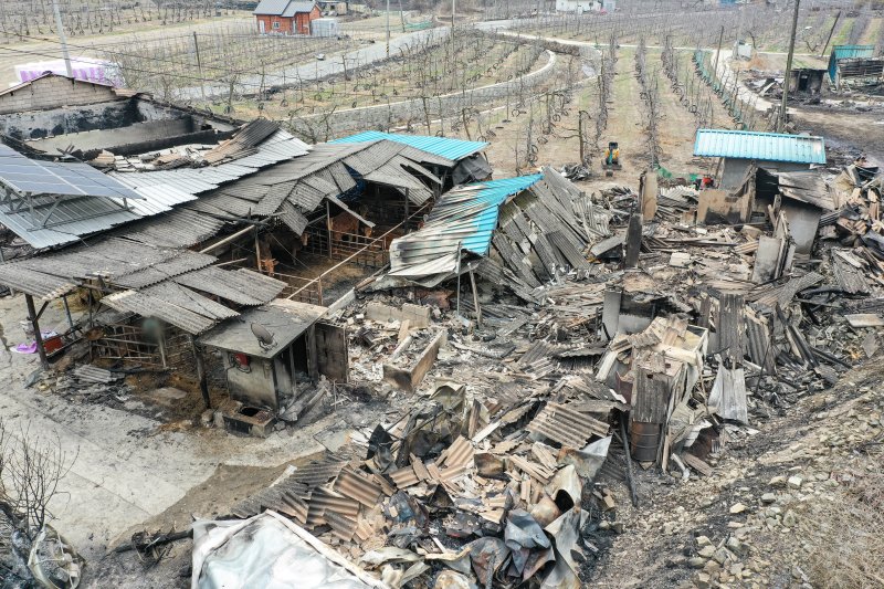 전국 곳곳에 산불이 이어지고 있는 27일 경북 의성군 동변1리마을 인근에서 산풀 피해를 입은 우사에 살아 있는 소가 쉬고 있다. 2025.3.27/뉴스1 ⓒ News1 이재명 기자