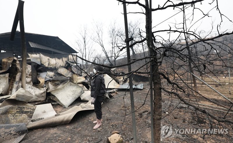 새카맣게 타버린 사과밭 (출처=연합뉴스)