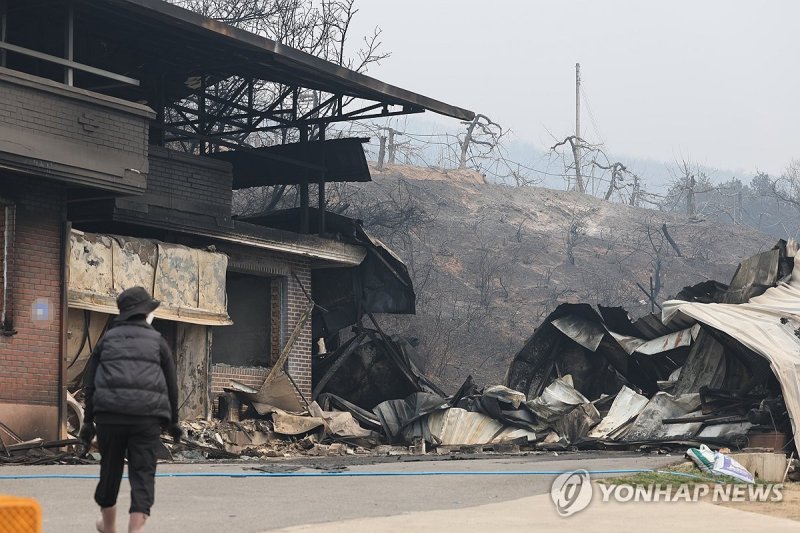 새카맣게 타버린 사과밭 (출처=연합뉴스)