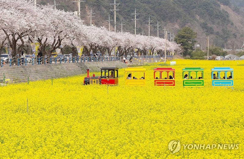 기찻길 옆 노란 바다 (출처=연합뉴스)