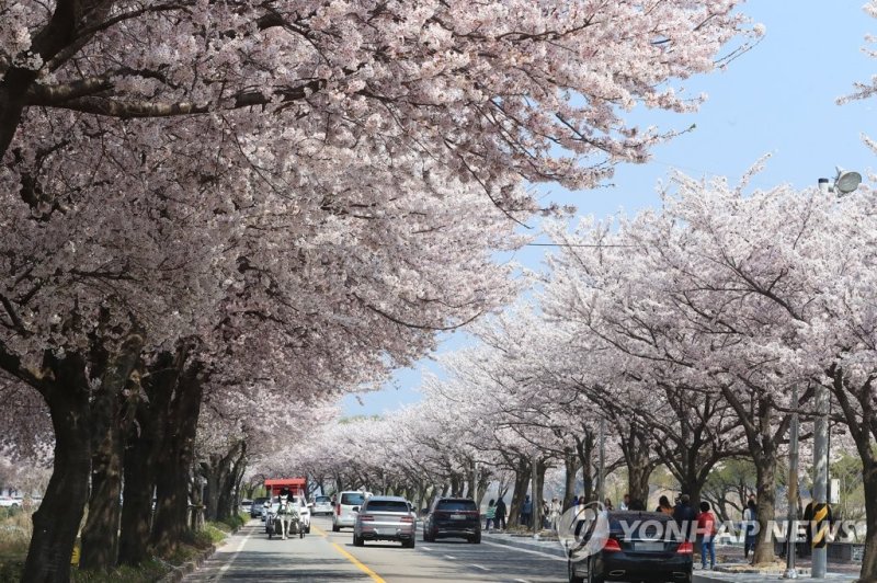 양양 벚꽃길 (출처=연합뉴스)