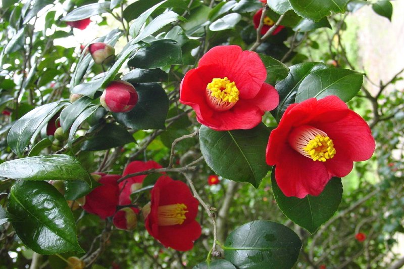 [고창=뉴시스] 고창 선운산의 명물 동백꽃. *재판매 및 DB 금지