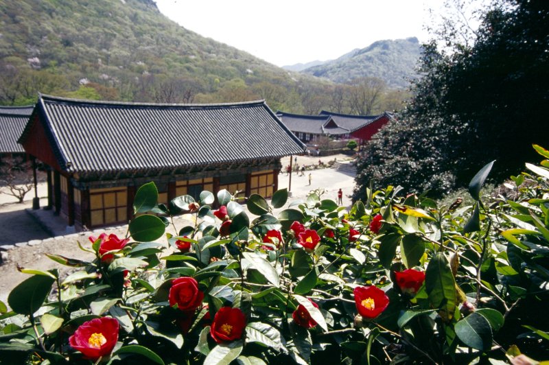 [고창=뉴시스] 고창 선운사 뒤편 동백나무 숲에서 본 사찰 풍경. *재판매 및 DB 금지