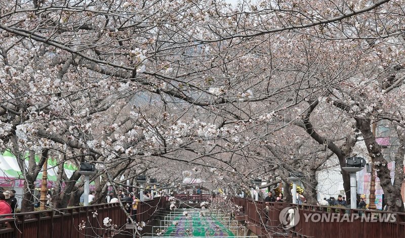 벚꽃 핀 진해 여좌천 (출처=연합뉴스)