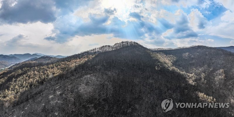 경북 산불 '진화 완료'…폐허 된 산림 비추는 햇살 (출처=연합뉴스)