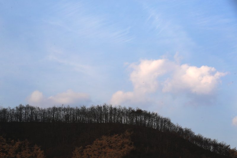 28일 오후 경북 의성군 안평면 신월리 야산에 산불로 까맣게 타버린 나무 위로 모처럼 파란 하늘이 보인다. 산림청은 이날 오후 5시를 기준으로 의성을 비롯한 경북 산불 주불이 모두 진화됐다고 밝혔다. 2025.3.28/뉴스1 ⓒ News1 공정식 기자