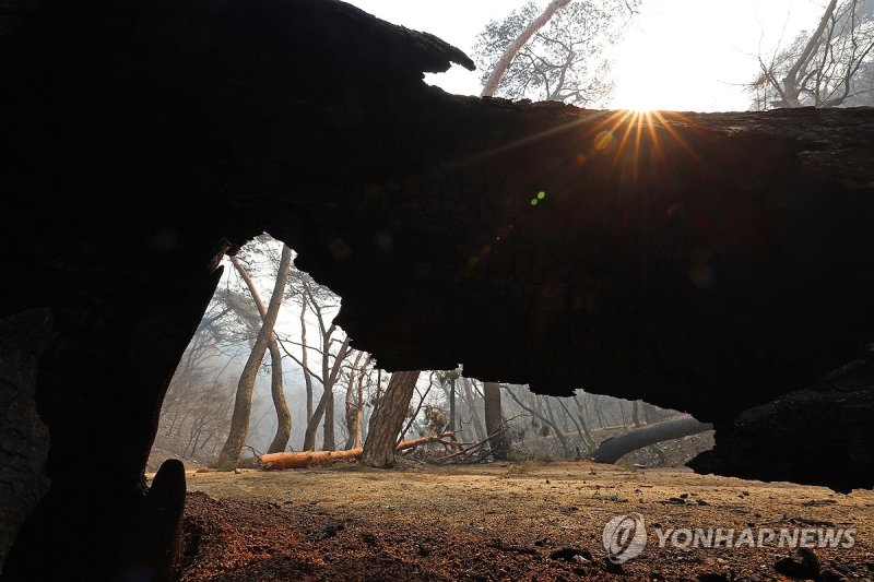 화마에 쓰러진 고목 (출처=연합뉴스)