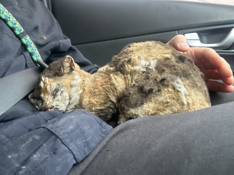 경북 지역에 발생한 산불로 화상을 입은 고양이가 구조됐다.(동물자유연대 제공)