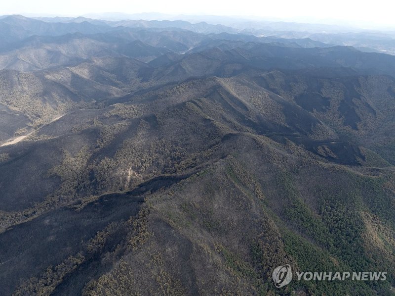 산불이 할퀸 자국 (출처=연합뉴스)