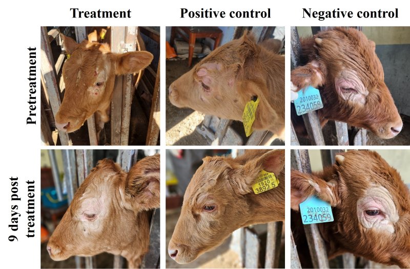 [세종=뉴시스] 농촌진흥청은 수산 생물로부터 소 버짐병(피부사상균증) 치료에 효과적인 '항곰팡이' 물질을 발굴했다고 31일 밝혔다. 사진은 소 버짐병에 걸린 소에 곤쟁이 유래 미생물에서 발굴한 항곰팡이 천연 소재 '아미노피롤니트린'을 도포한 후 치료 경과 모습. (사진=농진청 제공) 2025.03.31. photo@newsis.com *재판매 및 DB 금지