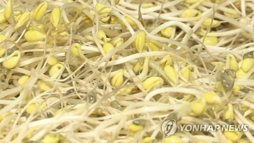 콩나물 (출처=연합뉴스)