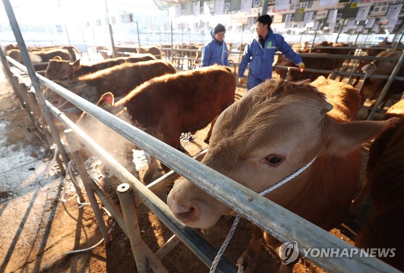 구제역 확산 긴장감 속 열린 고령 우시장 (출처=연합뉴스)