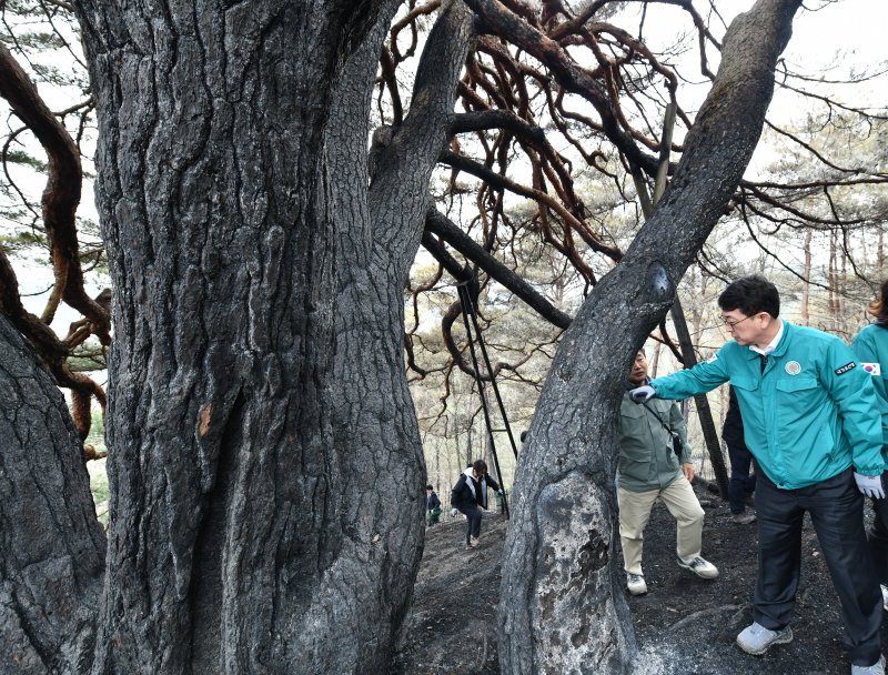 경상북도 영양군 소재 천연기념물 ‘영양 답곡리 만지송’을 찾아 산불로 밑동이 일부 훼손됐다.(사진은 기사 내용과 무관함) / 뉴스1 ⓒ News1