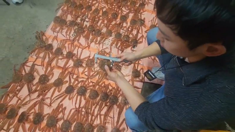 동해해경, 체장미달 대게 불법 포획 사범 검거 (출처=연합뉴스)