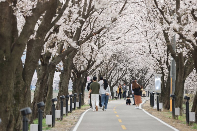 지난해 보은 벚꽃길 축제 (보은군 제공. 재판매 및 DB금지) /뉴스1