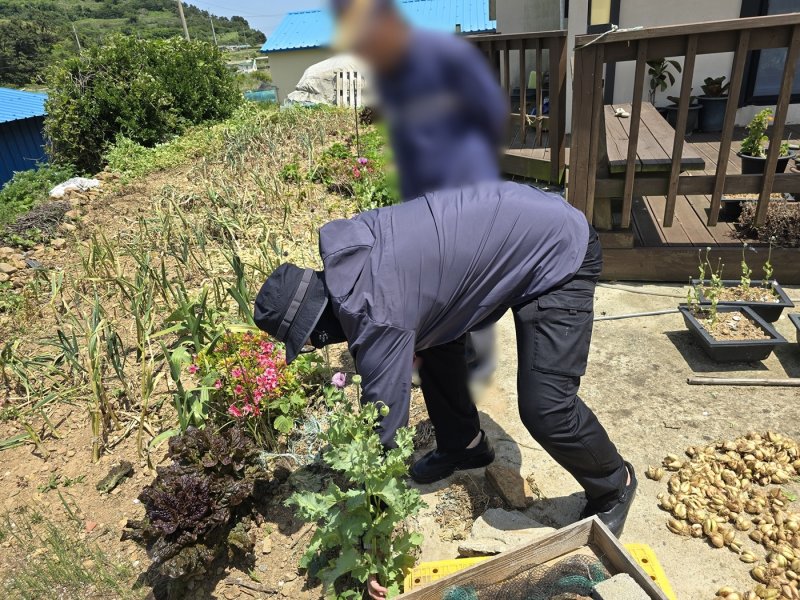 [여수=뉴시스] 여수해경이 1일 어촌마을 등지에서 경작중인 양귀비를 단속하고 있다. (사진=여수해경 제공) 2025.04.01. photo@newsis.com *재판매 및 DB 금지