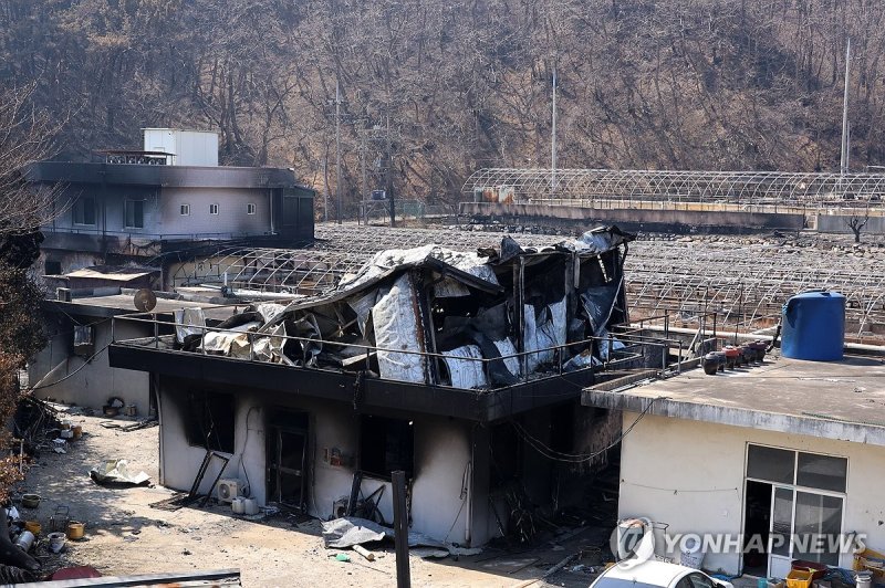 산불에 탄 양식장 (출처=연합뉴스)