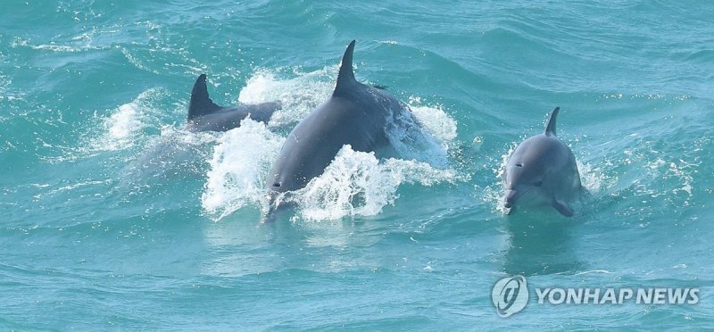 먹이활동 하는 남방큰돌고래 (출처=연합뉴스)