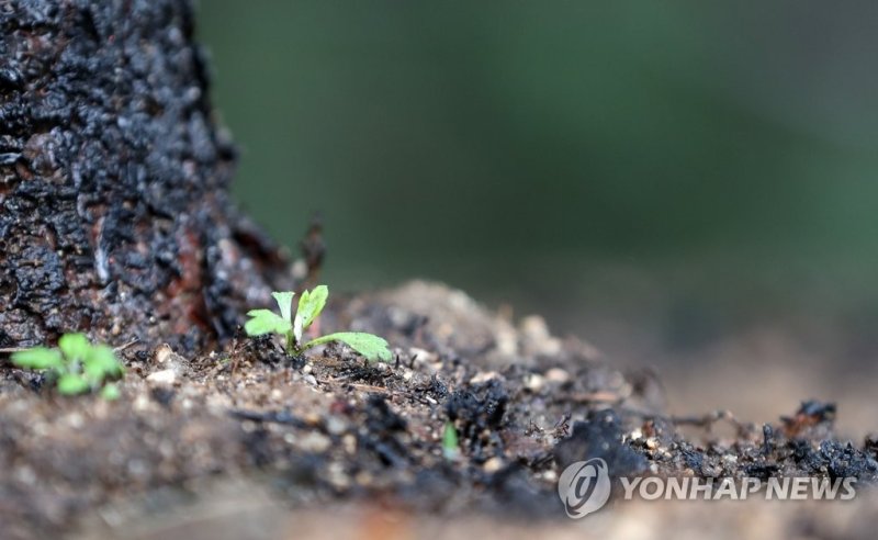 산불 뒤 다시 움트는 희망 (출처=연합뉴스)