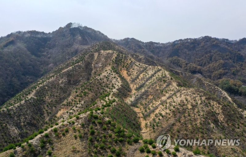 산불의 흔적 (출처=연합뉴스)