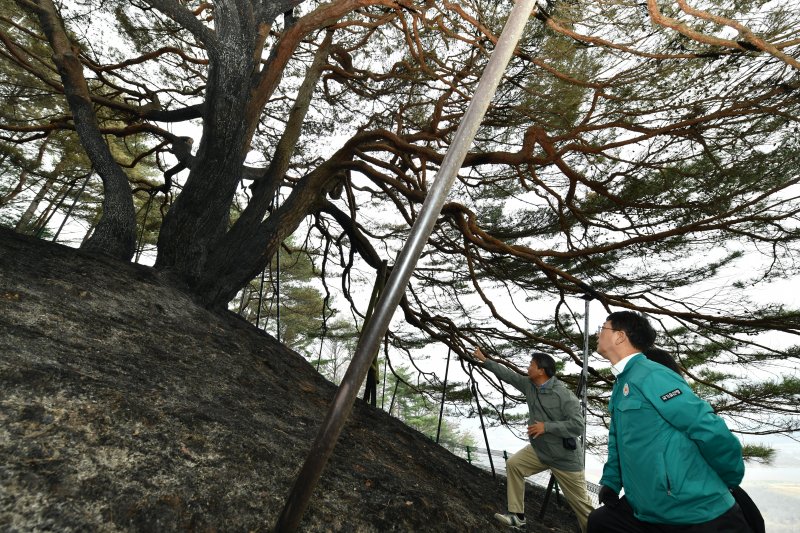 최응천 국가유산청장이 28일 경상북도 영양군 소재 천연기념물 ‘영양 답곡리 만지송’을 찾아 산불로 피해를 입은 부분을 살펴보고 있다. (국가유산청 제공. 재판매 및 DB 금지) 2025.3.28/뉴스1
