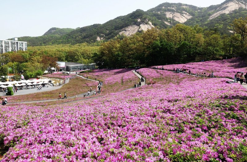 지난해 불암산 철쭉제 (출처=연합뉴스)