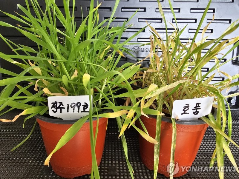 새호품(왼쪽)과 호품의 흰가루병 내항성 비교 (출처=연합뉴스)