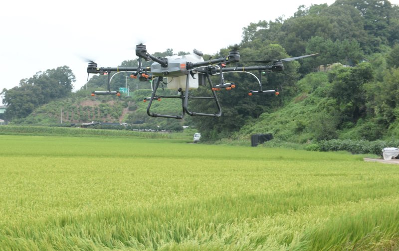 [울산=뉴시스] 배병수 기자 = 26일 오전 울산 울주군 청량읍 문죽리 일원에서 드론을 이용한 ‘벼 병해충 방제’ 시연회가 열리고 있다. 2024.08.26.bbs@newsis.com.