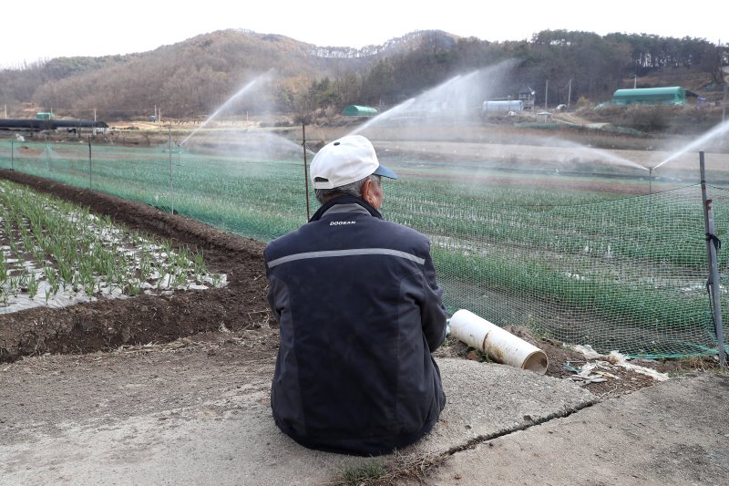 31일 오후 경북 의성군 안평면 석탑리 한 마늘밭에서 고령의 농부가 산불로 며칠째 돌보지 못했던 밭에 스프링클러를 작동시켜 시원한 물줄기를 바라보고 있다. 2025.3.31/뉴스1 ⓒ News1 공정식 기자