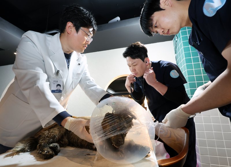 [안동=뉴시스] 김금보 기자 = 지난달 29일 경북 안동시 한 커뮤니티공간에 마련된 동물 긴급 진료소에서 의료진이 산불에 화상을 입은 강아지를 치료하고 있다. 2025.03.29. kgb@newsis.com
