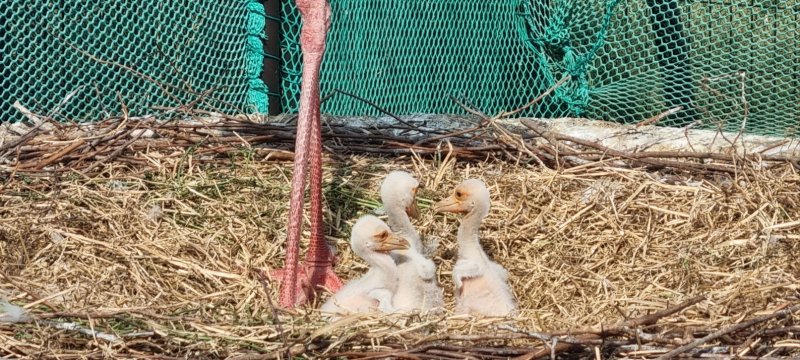 지난달 28일 김해 화포천습지 봉하뜰에서 부화한 황새 3마리 모습.(김해시 제공. 재판매 및 DB금지)
