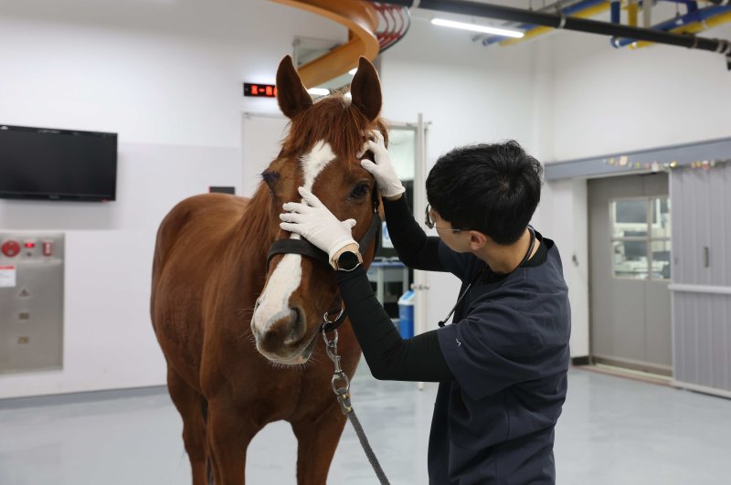 렛츠런파크 부산경남의 수의사가 포나인즈를 살펴보고 있다(한국마사회 제공)