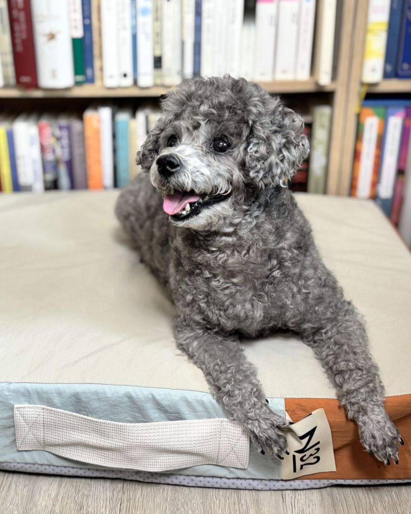 '노견도 꿀잠' 프리미엄 반려견 매트리스 써보니[후기자들]