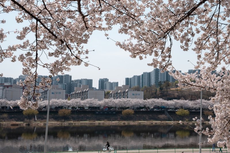 [대구=뉴시스] 김정화 기자 = 따뜻한 봄 날씨를 보인 2일 대구시 동구 지저동 금호강 둔치에 벚꽃이 활짝 피어 있다. 2025.04.02. jungk@newsis.com