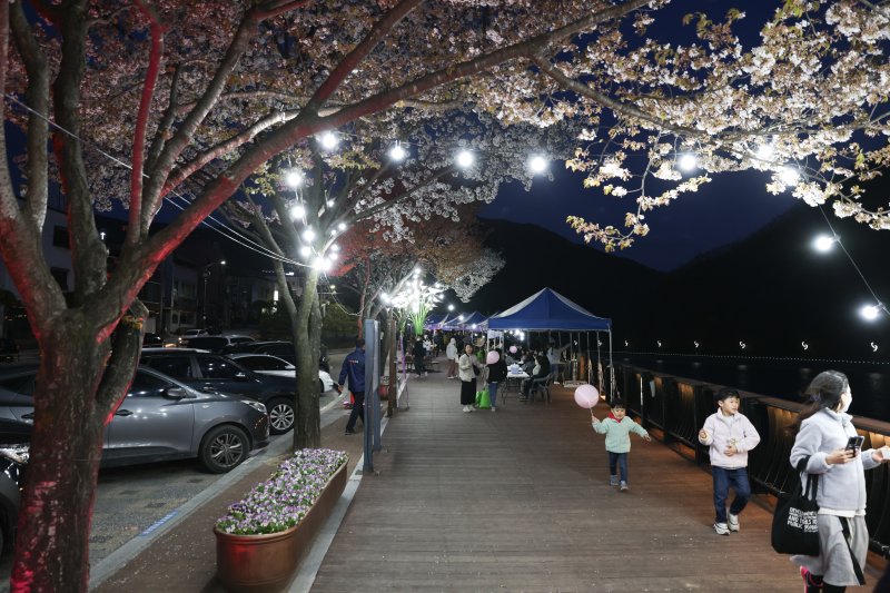지난해 단양 벚꽃야경투어./뉴스1