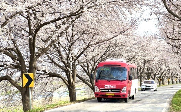 전북 전주시는 오는 4일부터 7일까 ‘만경강변 벚꽃길 맞춤형 특별노선’을 한시적으로 운행한다.(전주시 제공. 재판매 및 DB 금지)/뉴스1