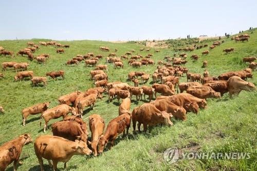 평창 대관령 한우 (출처=연합뉴스)