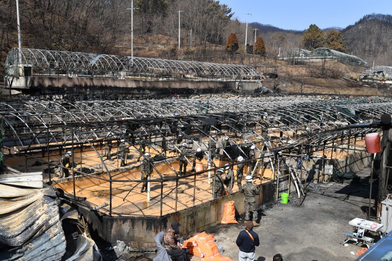 육군 50사단 병력이 31일 오전 산불 피해지역인 영덕군 영덕읍 양식장에서 복구 작업을 하고 있다. 2025.3.31/뉴스1 ⓒ News1 최창호 기자