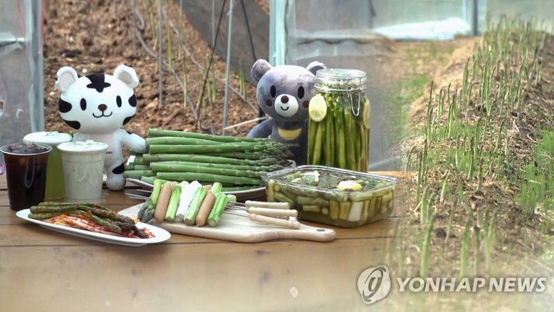강원도 아스파라거스(CG) (출처=연합뉴스)